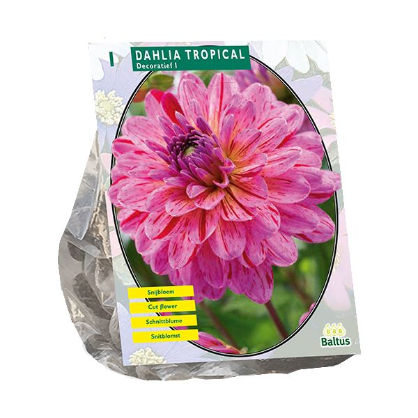 Baltus Dahlia Decoratief Tropical - 1 stuks - Decoratieve Dahlia afbeelding