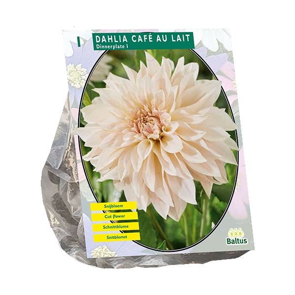 Baltus Dahlia Dinnerplate Café au Lait - 1 stuks - Populaire Dahlia afbeelding
