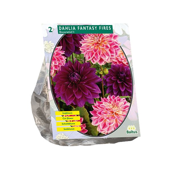 Dahlia Fantasy Fires per 2 afbeelding