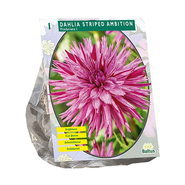 Baltus Dahlia Fimbriata Striped Ambition - 1 stuks - Gefranjerde Dahlia afbeelding