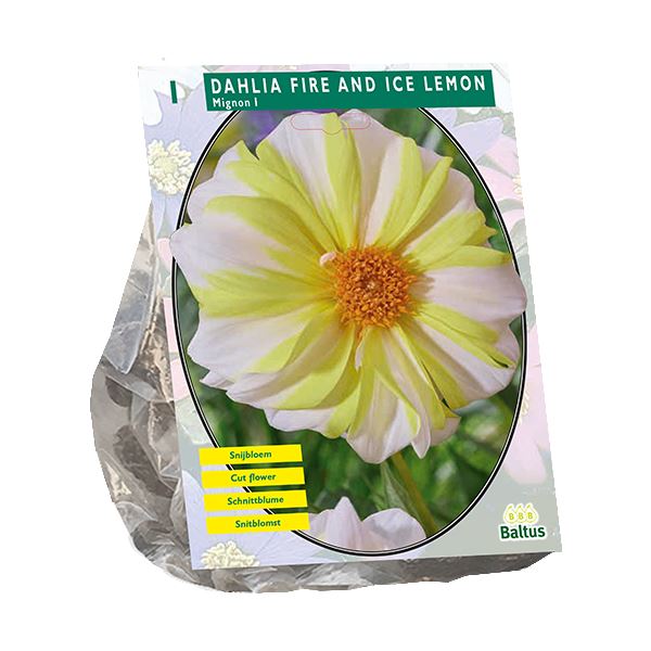 Dahlia Mignon Fire and Ice Lemon - Bloembollen - 1 Stuk - Geel met wit afbeelding