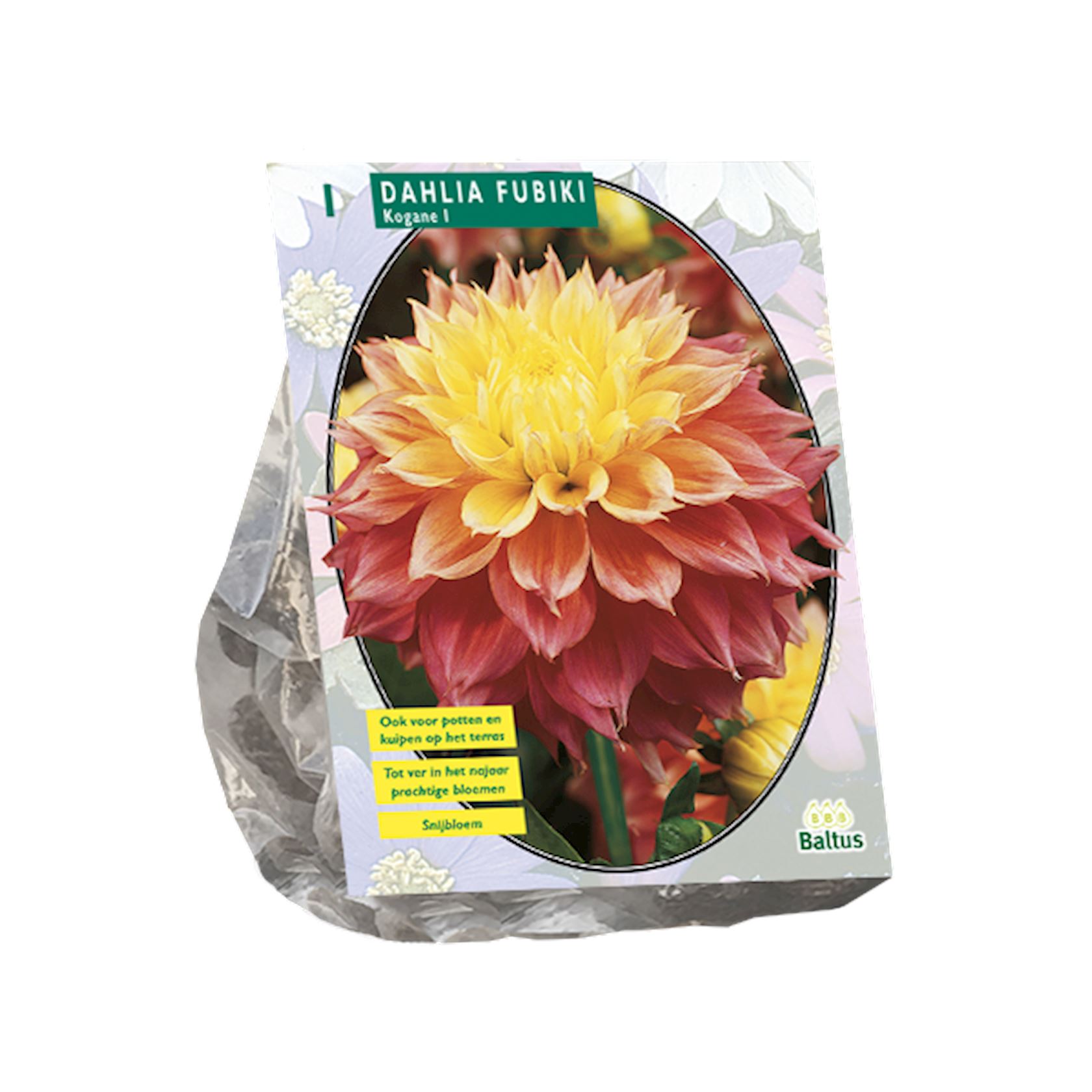 Baltus dahlia'Fubiki Kogane'- Najaarsbloeiers - 1 bol (wit, roze) afbeelding