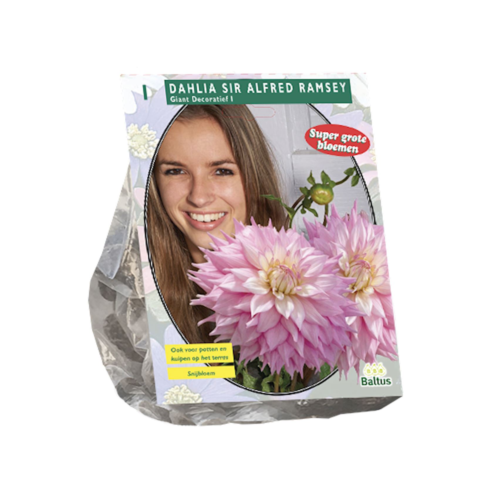 Baltus dahlia'Giant dec. Sir Alfred Ramsey'- Najaarsbloeiers - 1 bol (roze) afbeelding