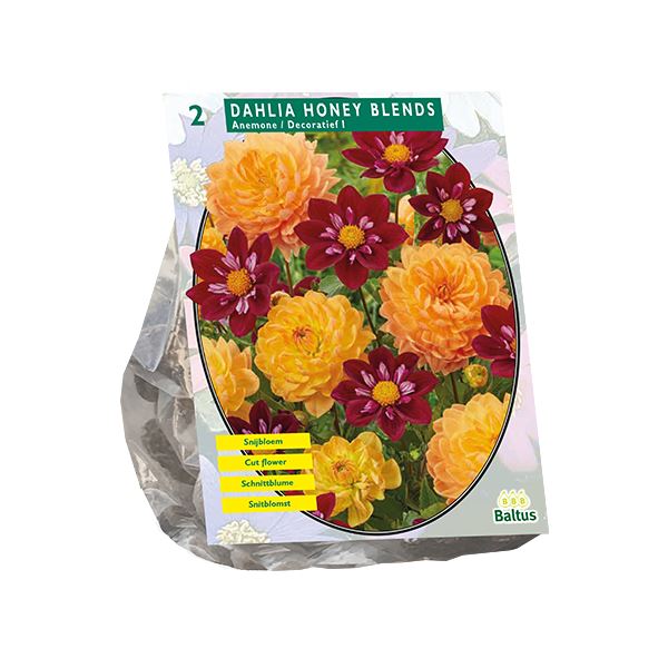 Baltus Dahlia Honey Blends - 2 stuks - Samengestelde Mix afbeelding