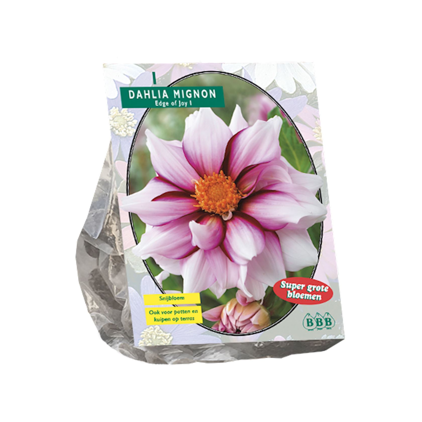 Baltus dahlia'Mignon Edge of Joy'- Najaarsbloeiers - 1 bol (rood, wit) afbeelding