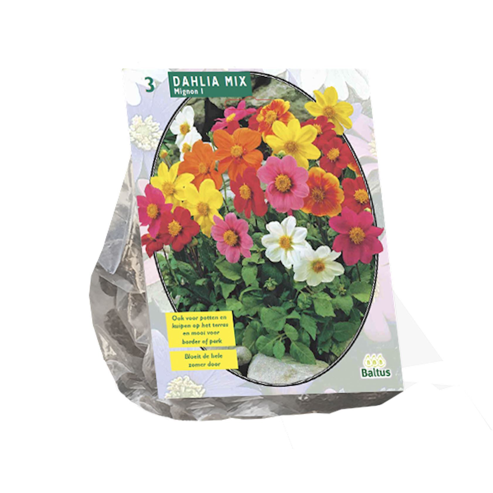 Baltus Dahlia'Mignon mix'- Najaarsbloeiers - Mix per 3 bollen afbeelding