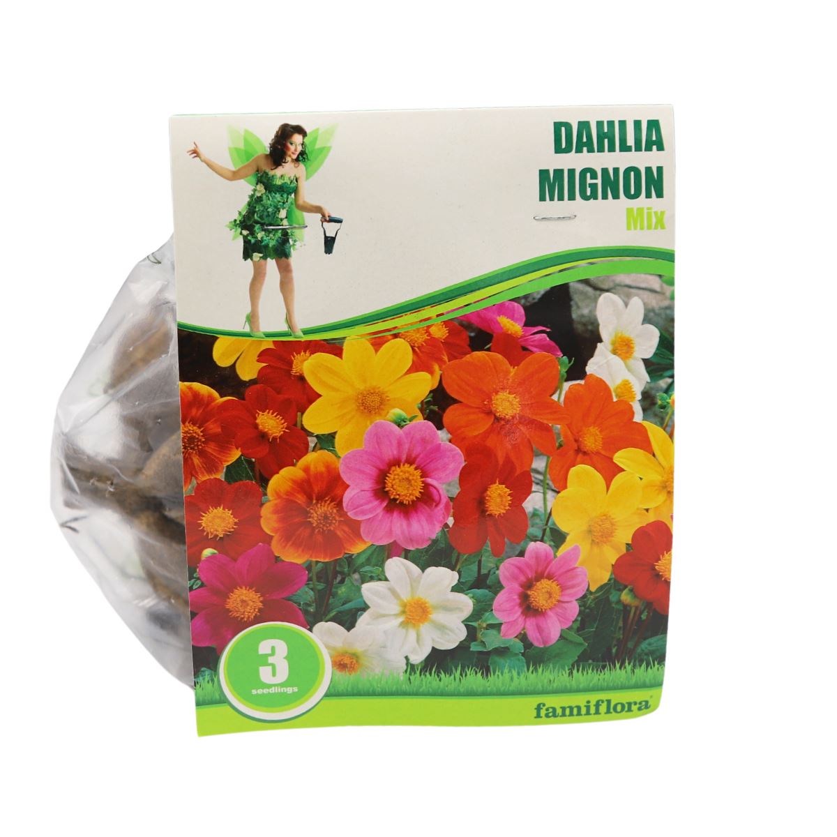 Famiflora dahlia'Mignon'- Mix - Najaarsbloeiers - Per 3 bollen (rood, geel, roze, wit) afbeelding