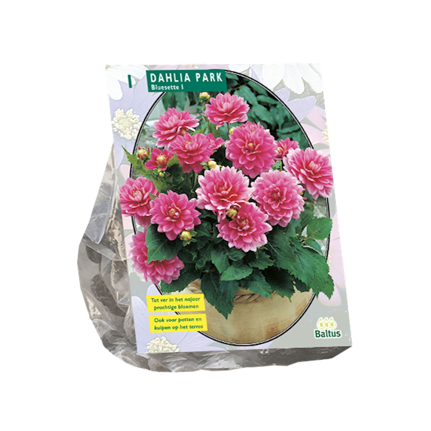 Baltus dahlia'Park Bluesette'- Najaarsbloeiers - 1 bol (roze) afbeelding