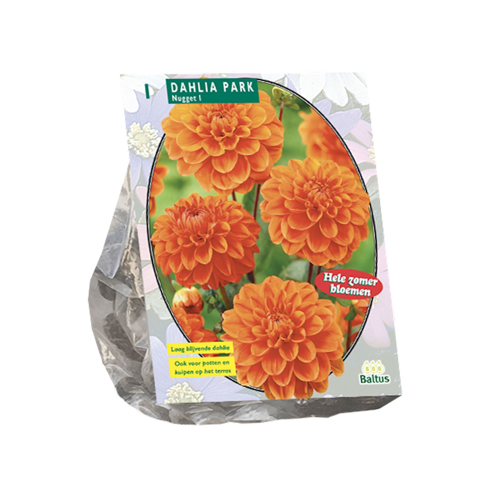 Baltus dahlia'Park Nugget'- Najaarsbloeiers - 1 bol (wit) afbeelding