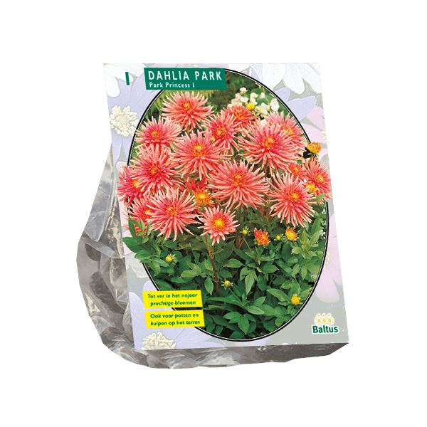 Baltus dahlia'Park Princess'- Najaarsbloeiers - 1 bol (roze) afbeelding