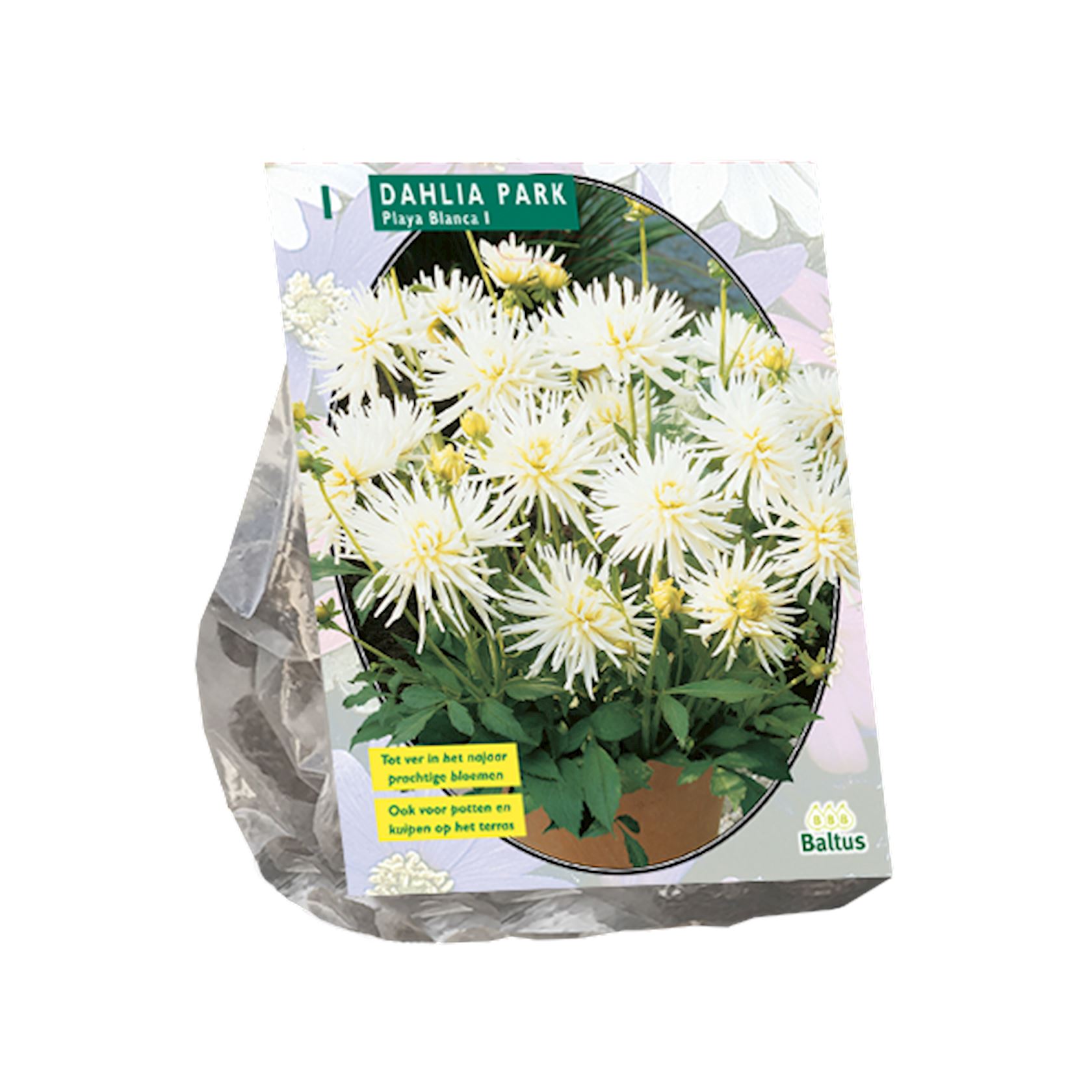 Baltus dahlia'Park Playa Blanca'- Najaarsbloeiers - 1 bol (wit) afbeelding