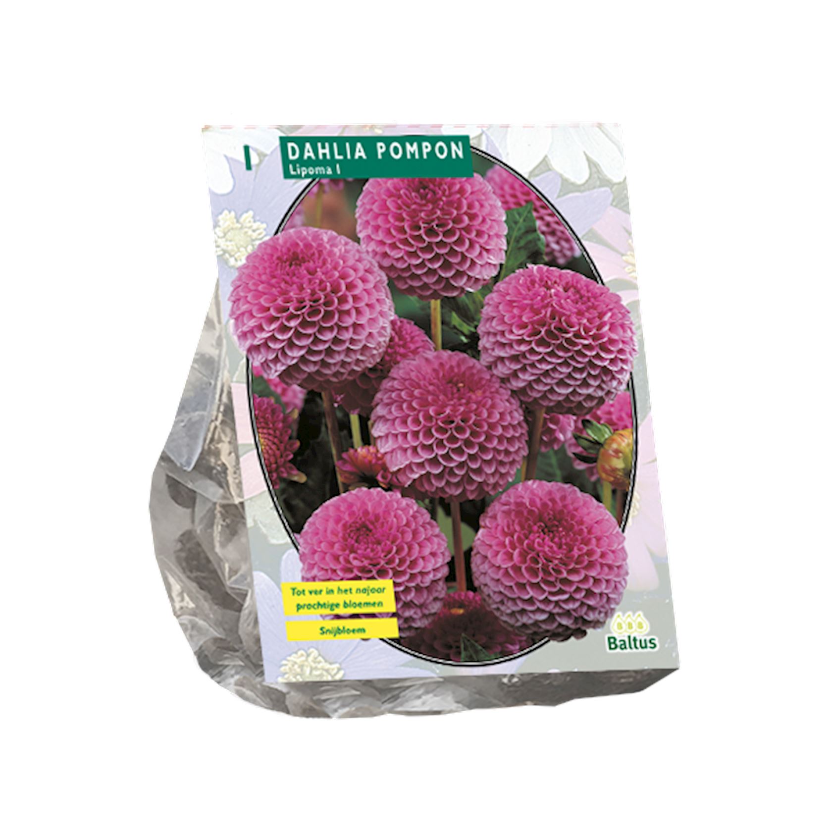 Baltus dahlia'Pompon Lipoma'- Najaarsbloeiers - 1 bol (paars) afbeelding