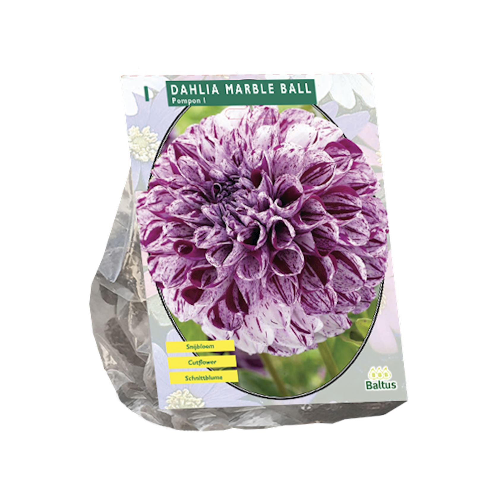 Baltus dahlia'Pompon Marble Ball'- Najaarsbloeiers - 1 bol (paars, wit) afbeelding