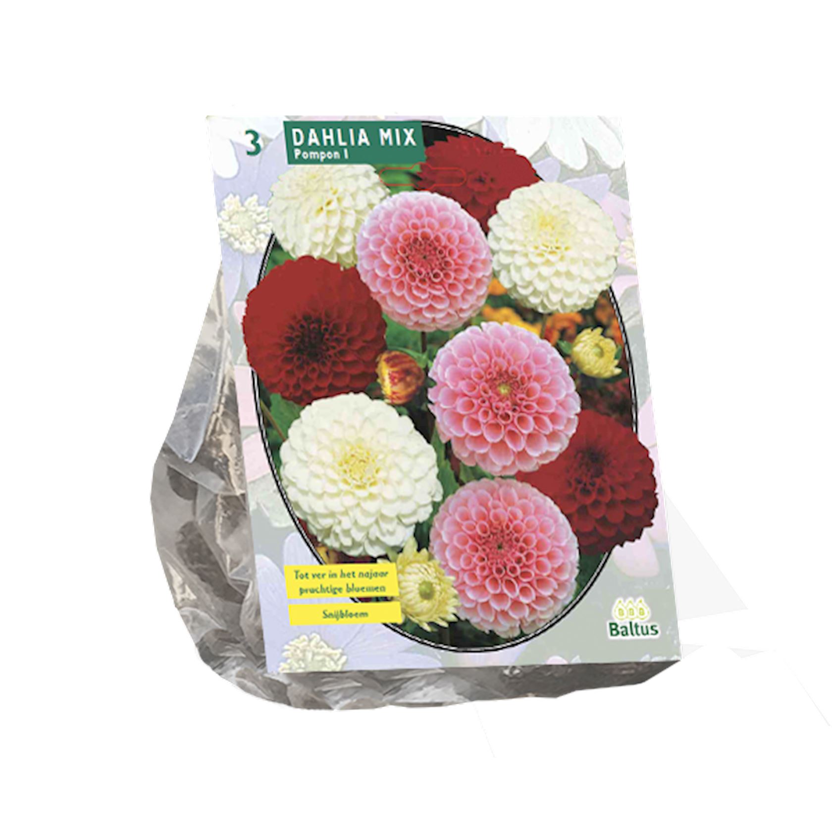 Baltus dahlia'Pompon'- Mix - Najaarsbloeiers - Per 3 bollen (rood, roze, wit) afbeelding
