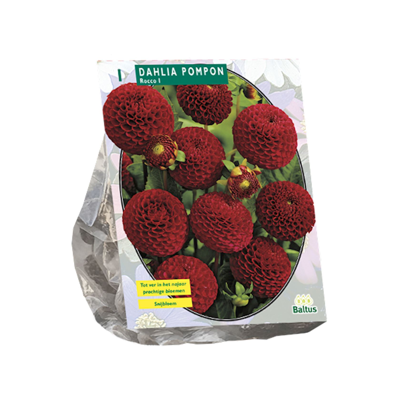 Baltus dahlia'Pompon Rocco'- Najaarsbloeiers - 1 bol (rood) afbeelding