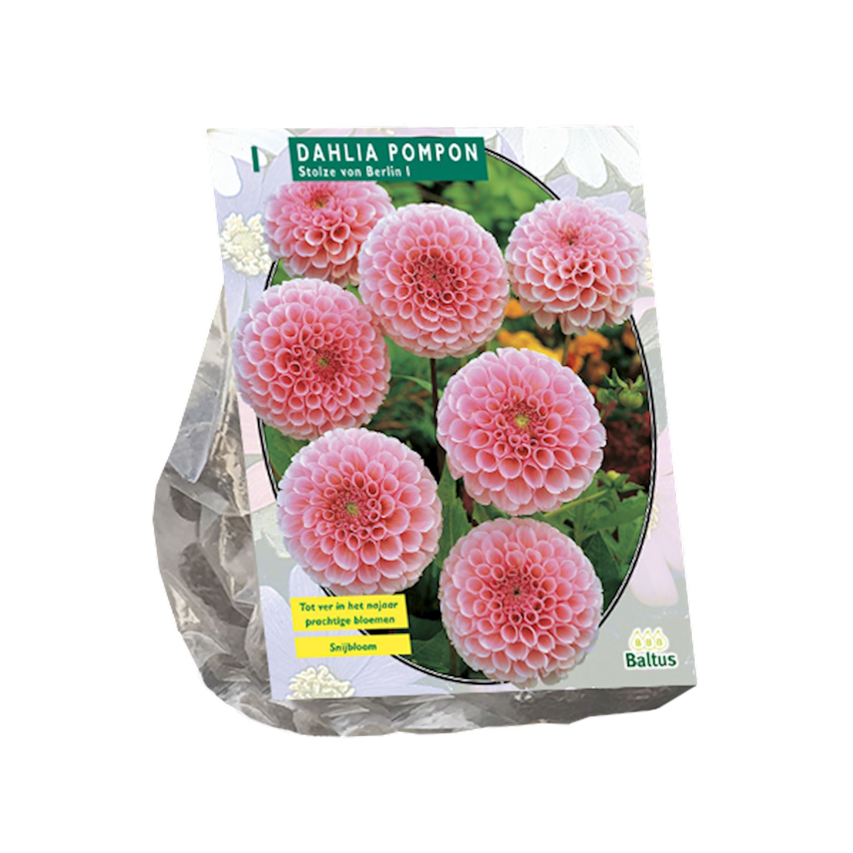 Baltus dahlia'Pompon Stolze von Berlin'- Najaarsbloeiers - 1 bol (roze) afbeelding