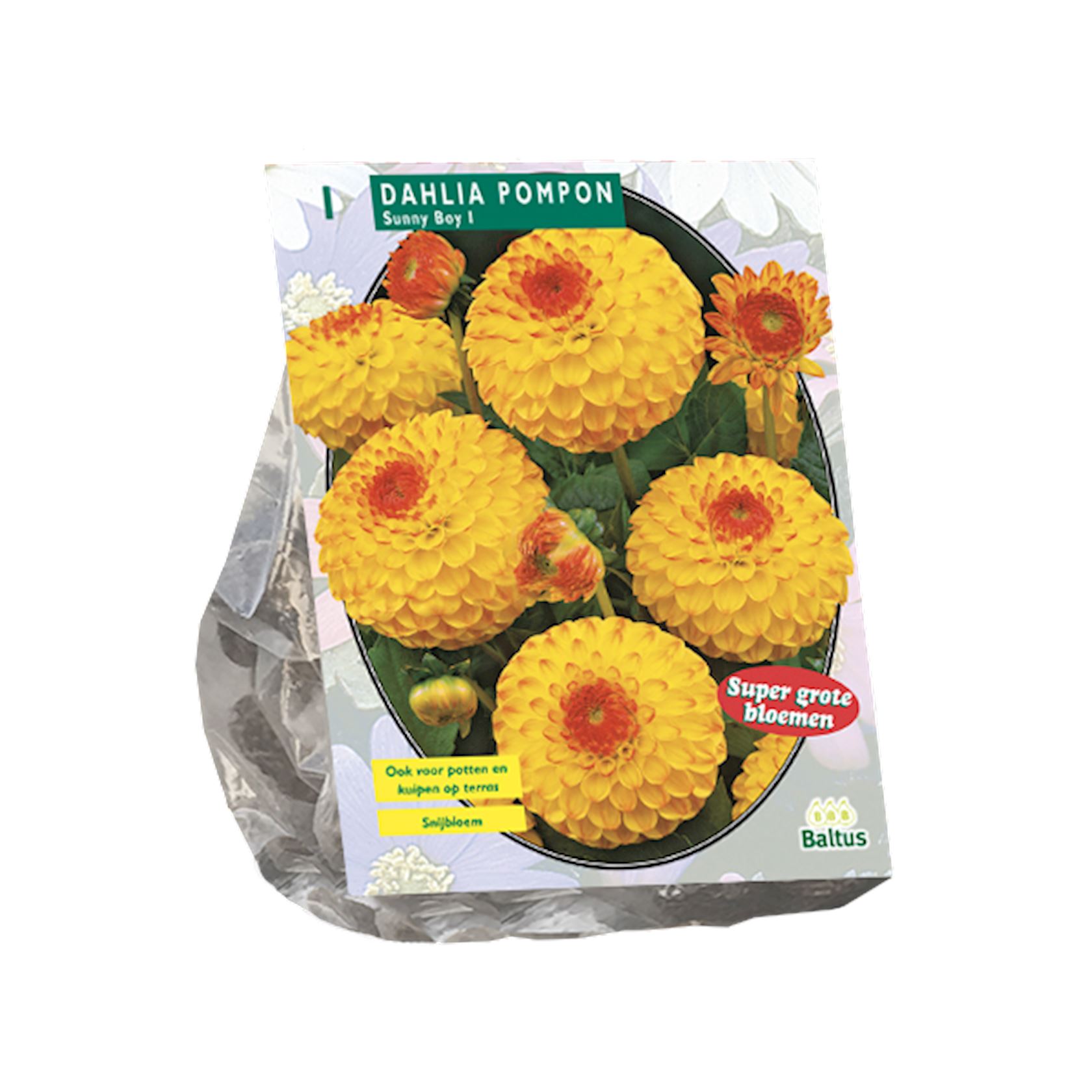 Baltus dahlia'Pompon Sunny Boy'- Najaarsbloeiers - 1 bol (geel, oranje) afbeelding