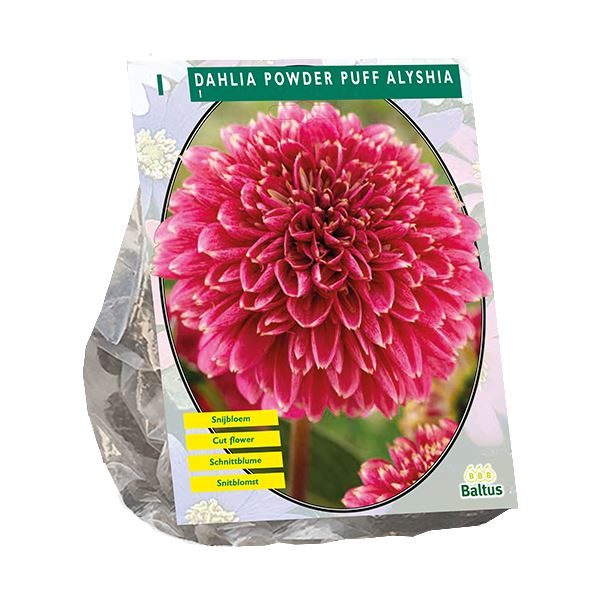 Baltus Dahlia Powder Puff Alyshia - 1 stuks - Premium Bloembol afbeelding