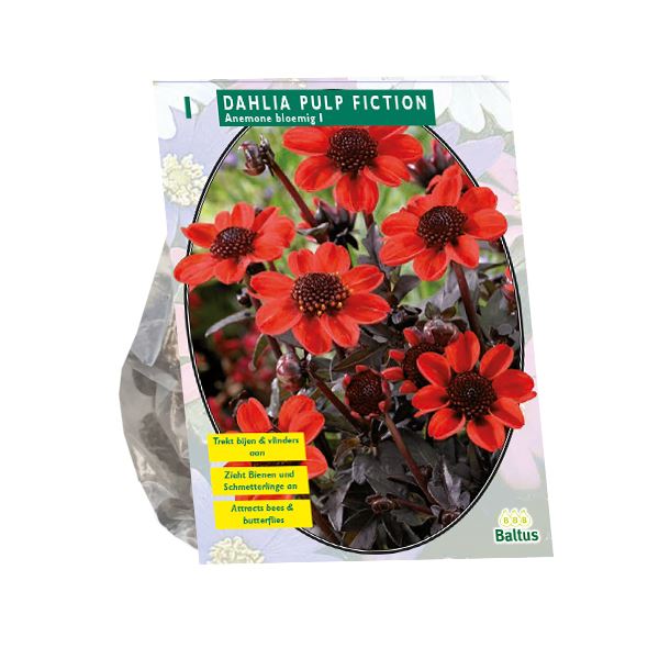 Baltus dahlia'Pulp Fiction'- Najaarsbloeiers - 1 bol (rood) afbeelding