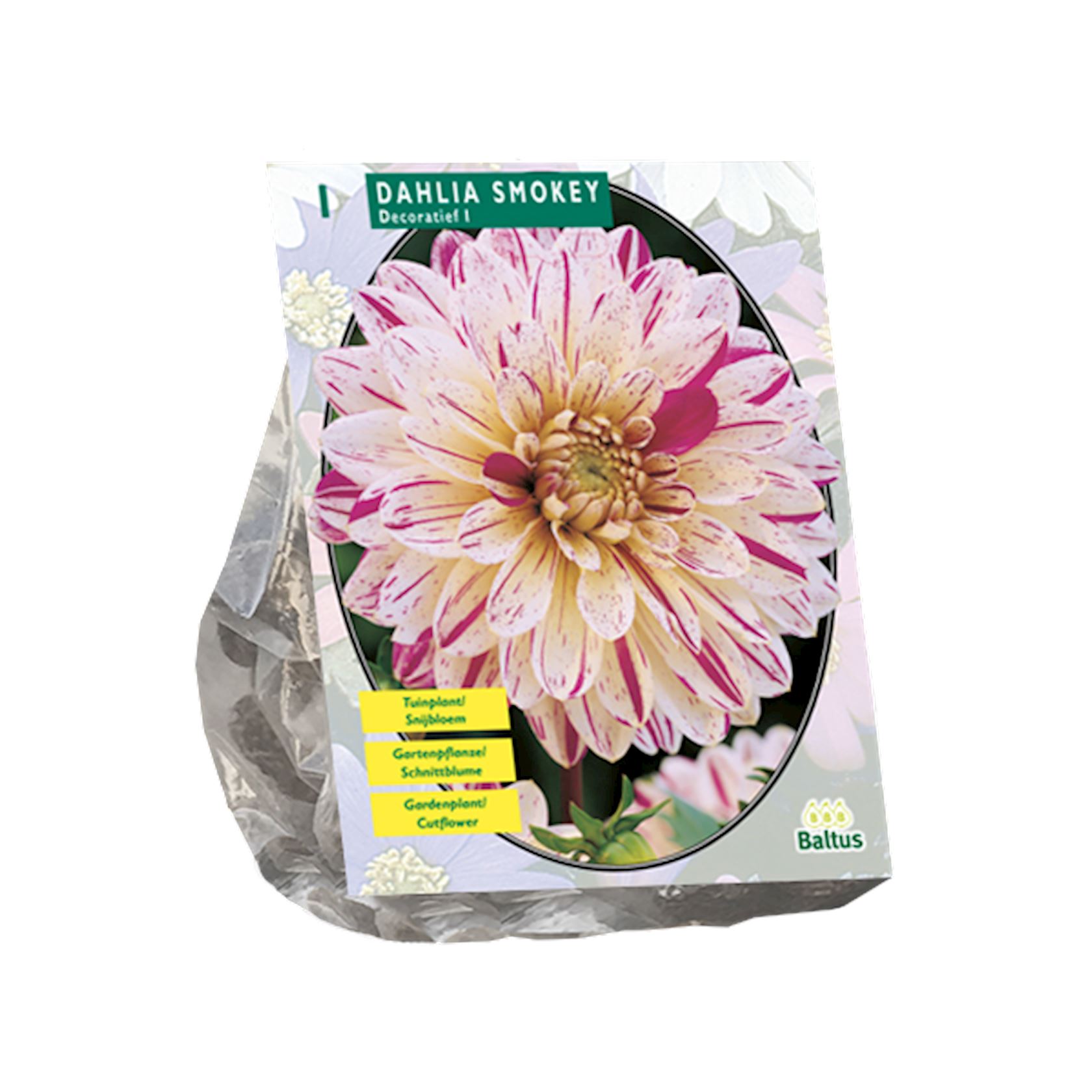 Baltus dahlia'Smokey'- Najaarsbloeiers - 1 bol (geel, wit, roze) afbeelding