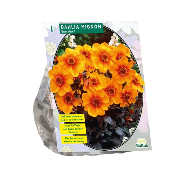 Baltus dahlia'Sunshine'- Najaarsbloeiers - 1 bol (oranje) afbeelding