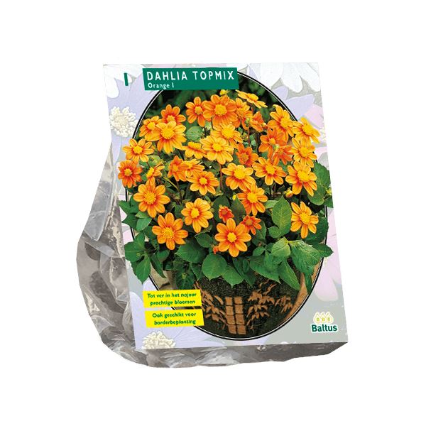 Baltus dahlia'Topmix'- Oranje - Najaarsbloeiers - 1 bol (oranje) afbeelding