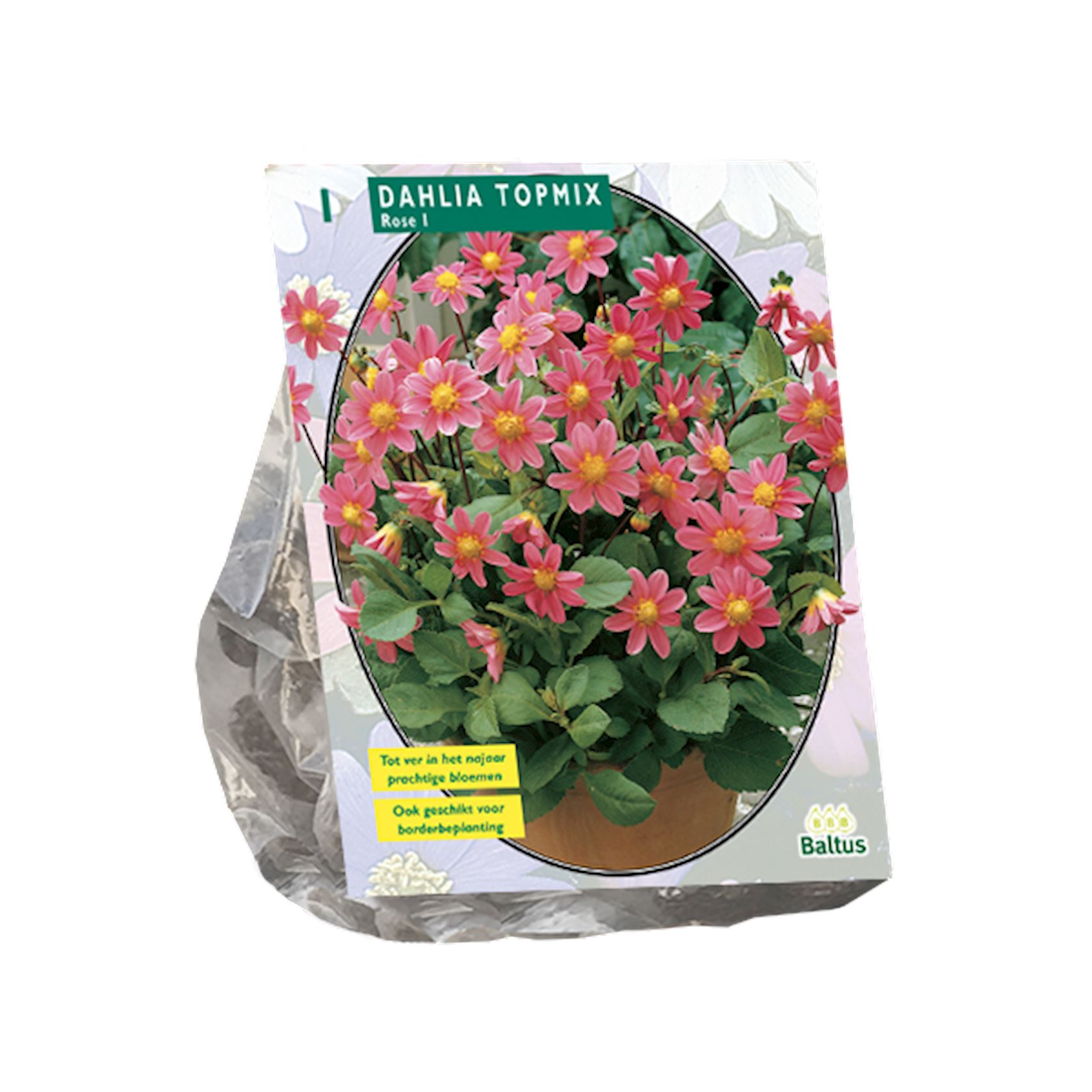 Baltus dahlia'Topmix'- Roze - Najaarsbloeiers - 1 bol (roze) afbeelding