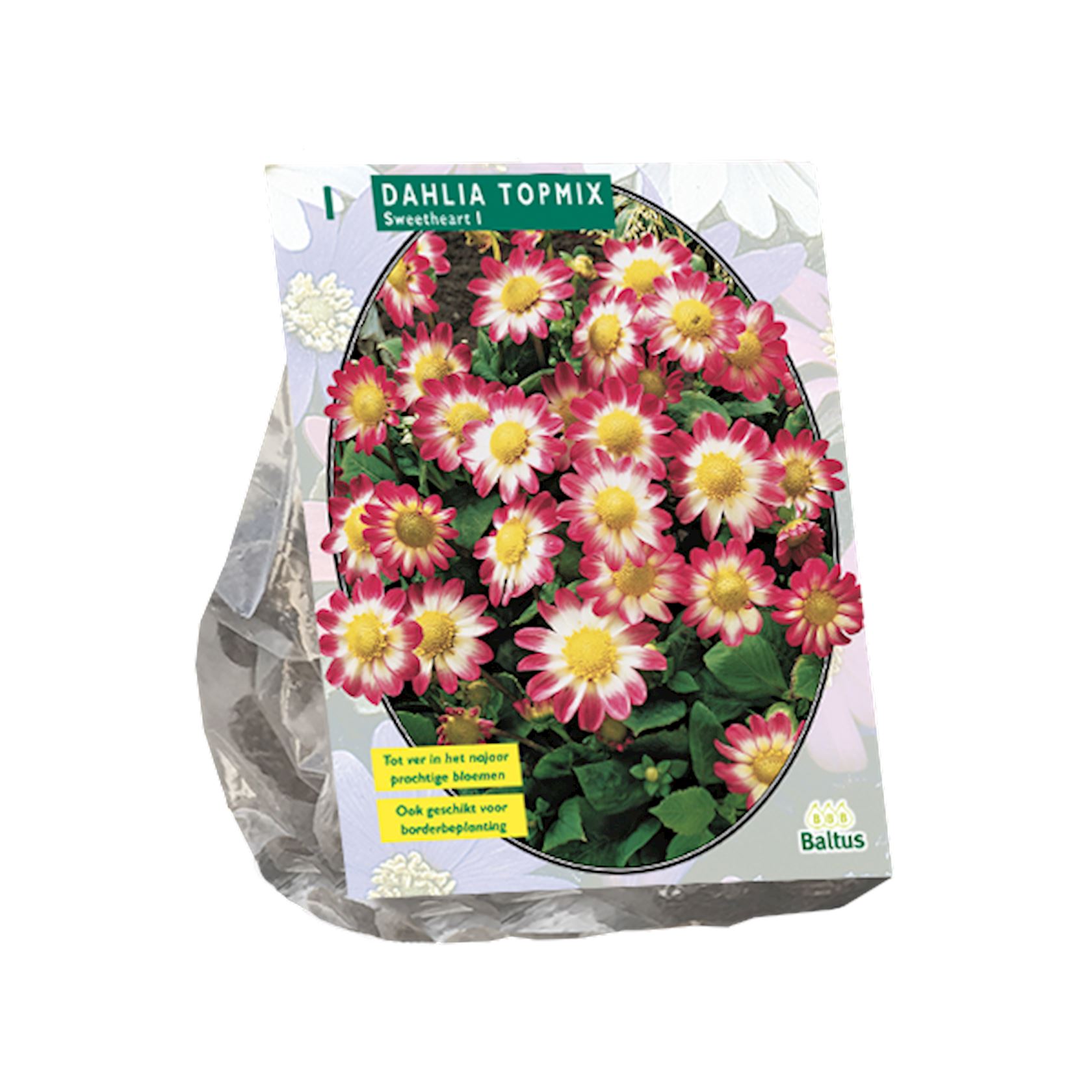 Baltus dahlia'Topmix'Sweetheart - Najaarsbloeiers - 1 bol (roze, wit, geel) afbeelding