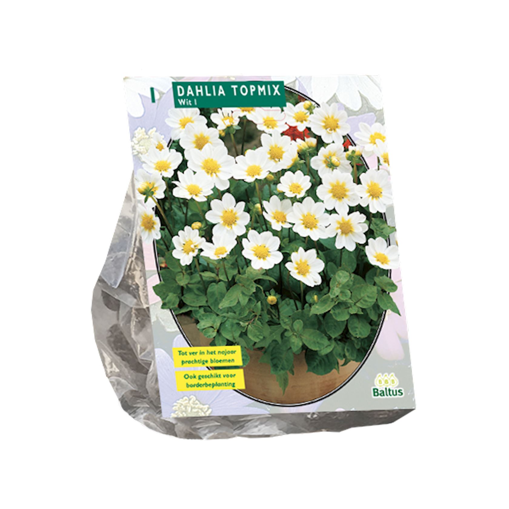 Baltus dahlia'Topmix'- Wit - Najaarsbloeiers - 1 bol (wit) afbeelding