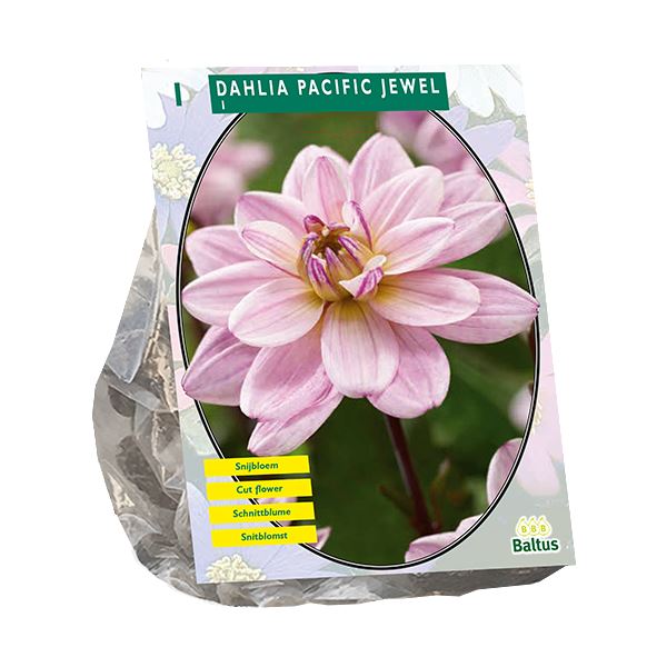 Baltus Dahlia Waterlily Pacific Jewel - 1 stuks - Waterleliebloemig afbeelding