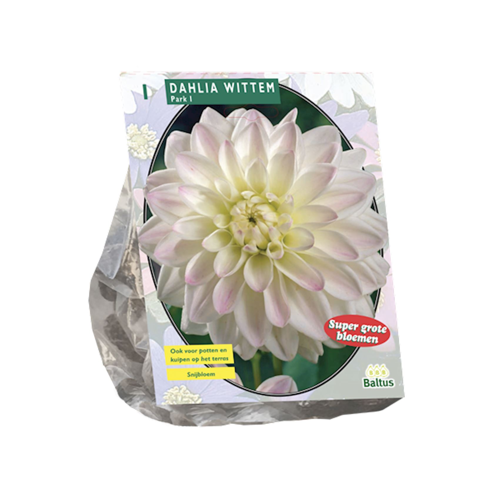 Baltus dahlia'Wittem'- Najaarsbloeiers - 1 bol (wit) afbeelding