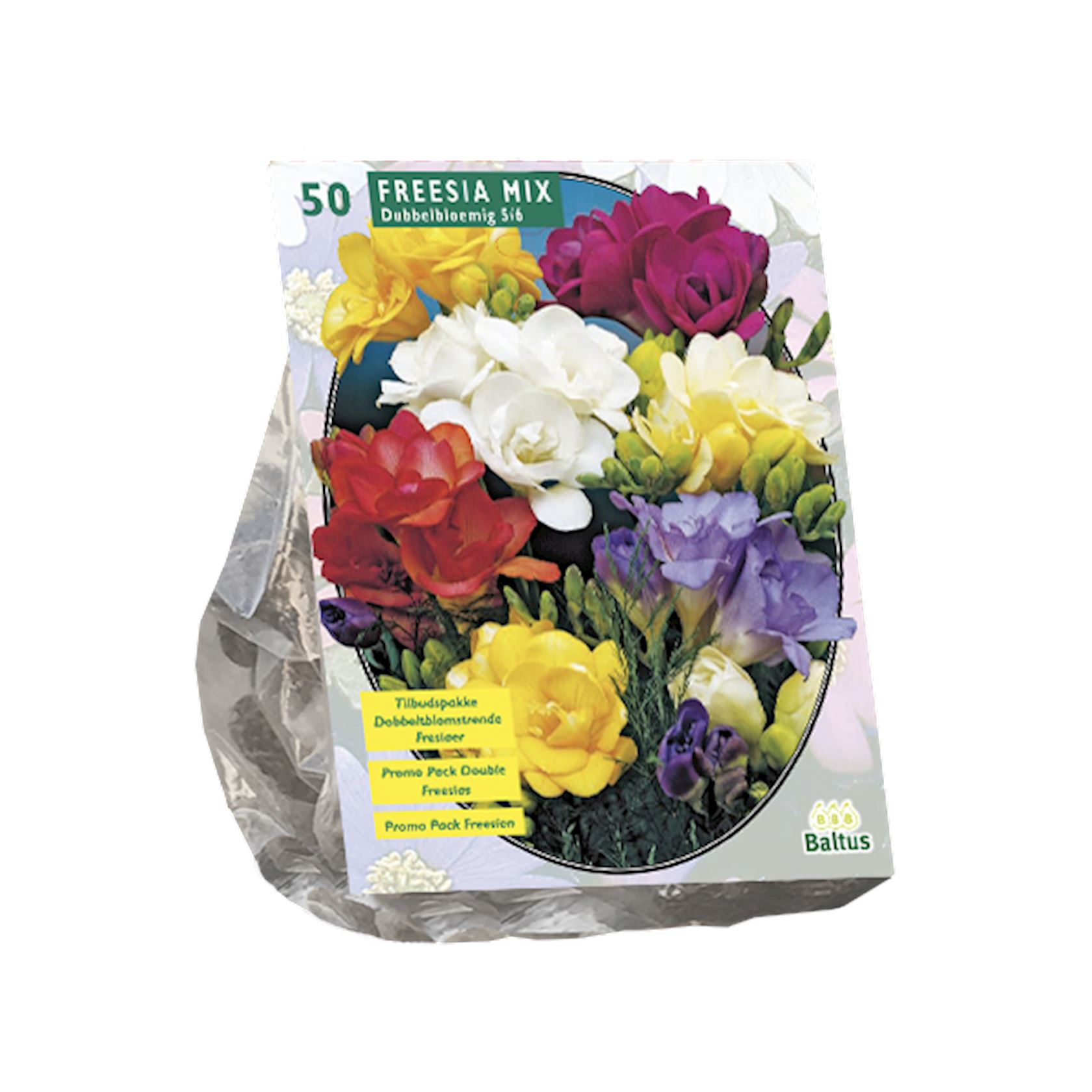 Baltus iris (iridaceae)'Double'- Mix - Voorjaarsbloeiers - Per 50 bollen (rood, wit, geel, paars) afbeelding