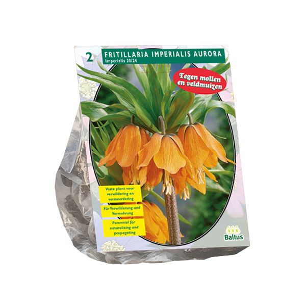Baltus 'Fritillaria Imperialis Aurora' - voorjaarsbloeiers - 2 bollen