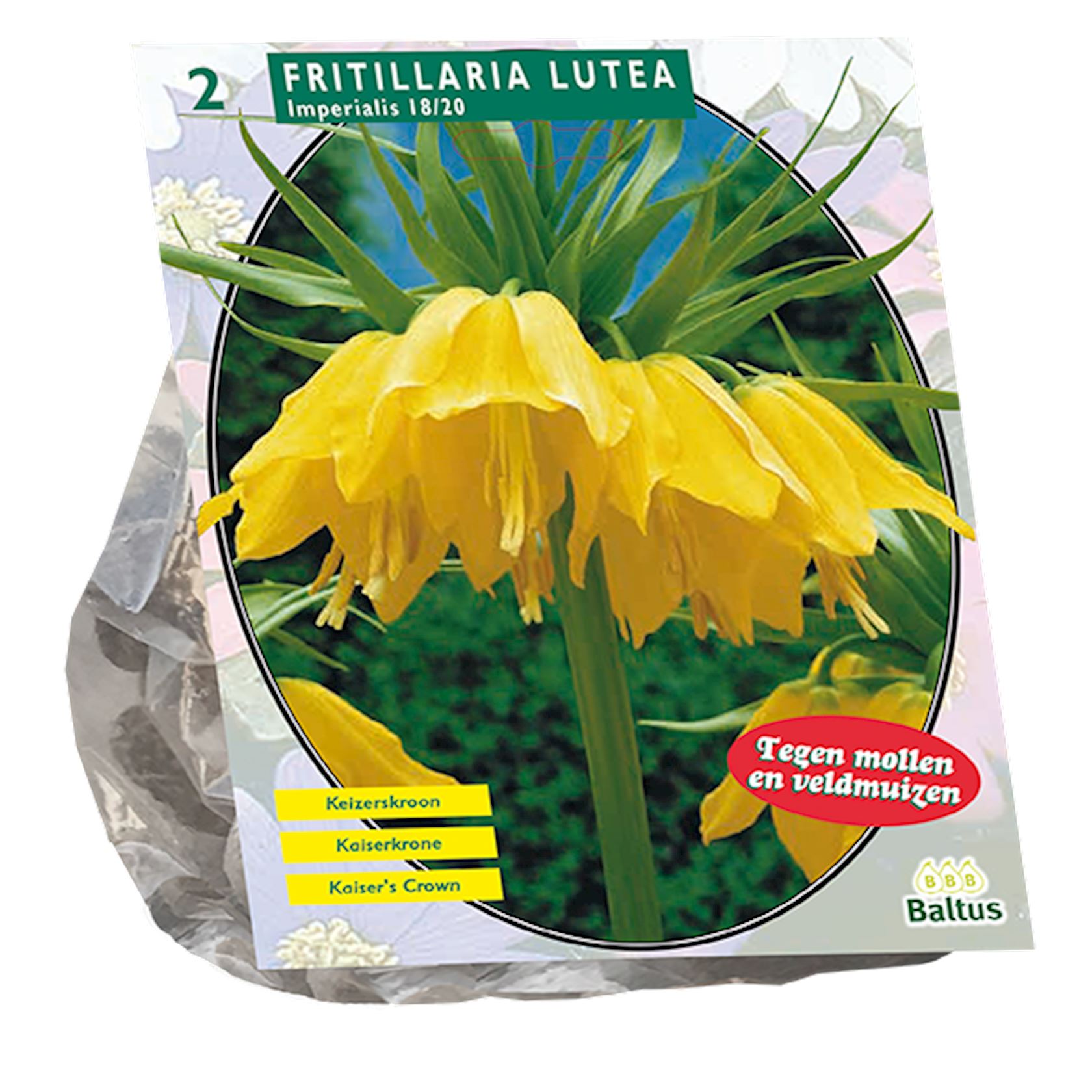 Baltus 'Fritillaria Imperialis Lutea' - voorjaarsbloeiers - Geel - 2 bloembollen