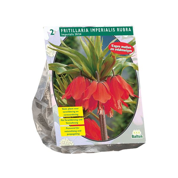 Baltus'Fritillaria Imperialis Rubra'voorjaarsbloeiers - 2 bollen afbeelding