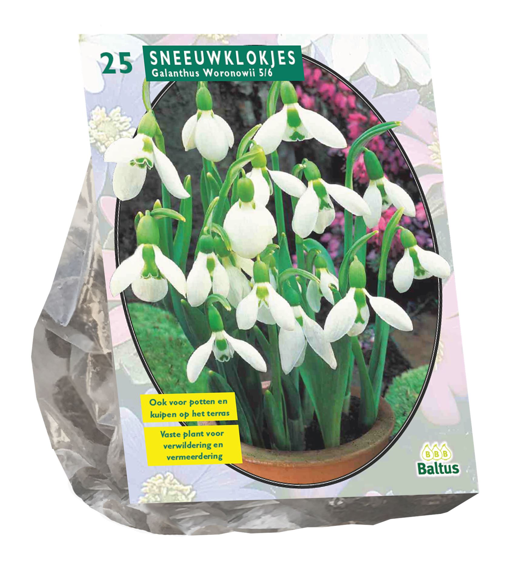 Baltus 'Galanthus Woronowii' - voorjaarsbloeiers - 25 bollen