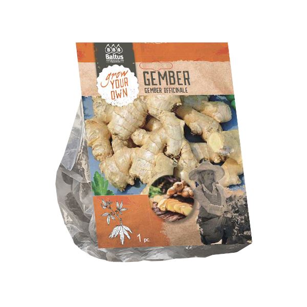 Baltus gember'Gember Officinale'- Kruiden afbeelding