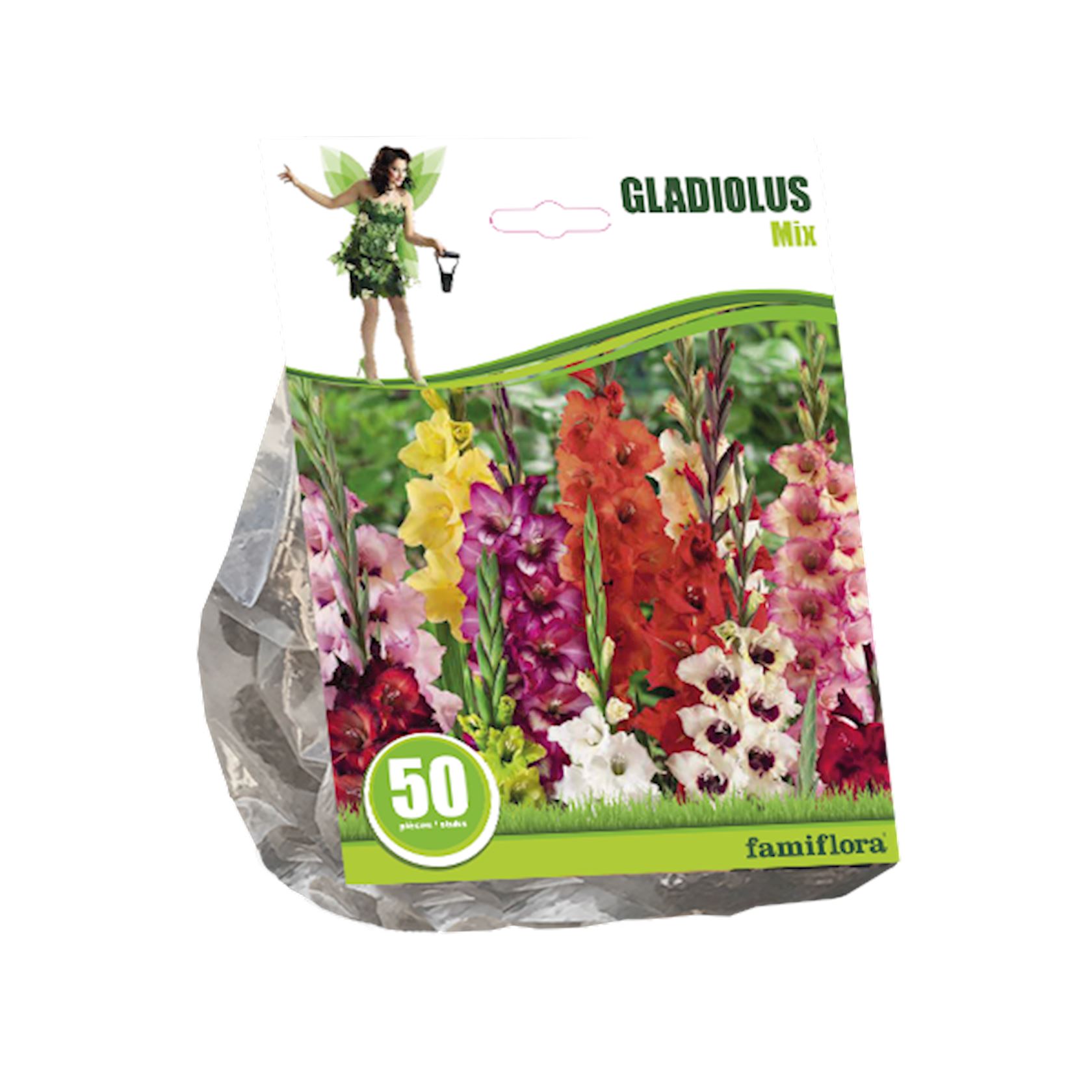 Famiflora gladiolen'Gladiolus'- Gemengd - Najaarsbloembollen - Per 50 bollen afbeelding