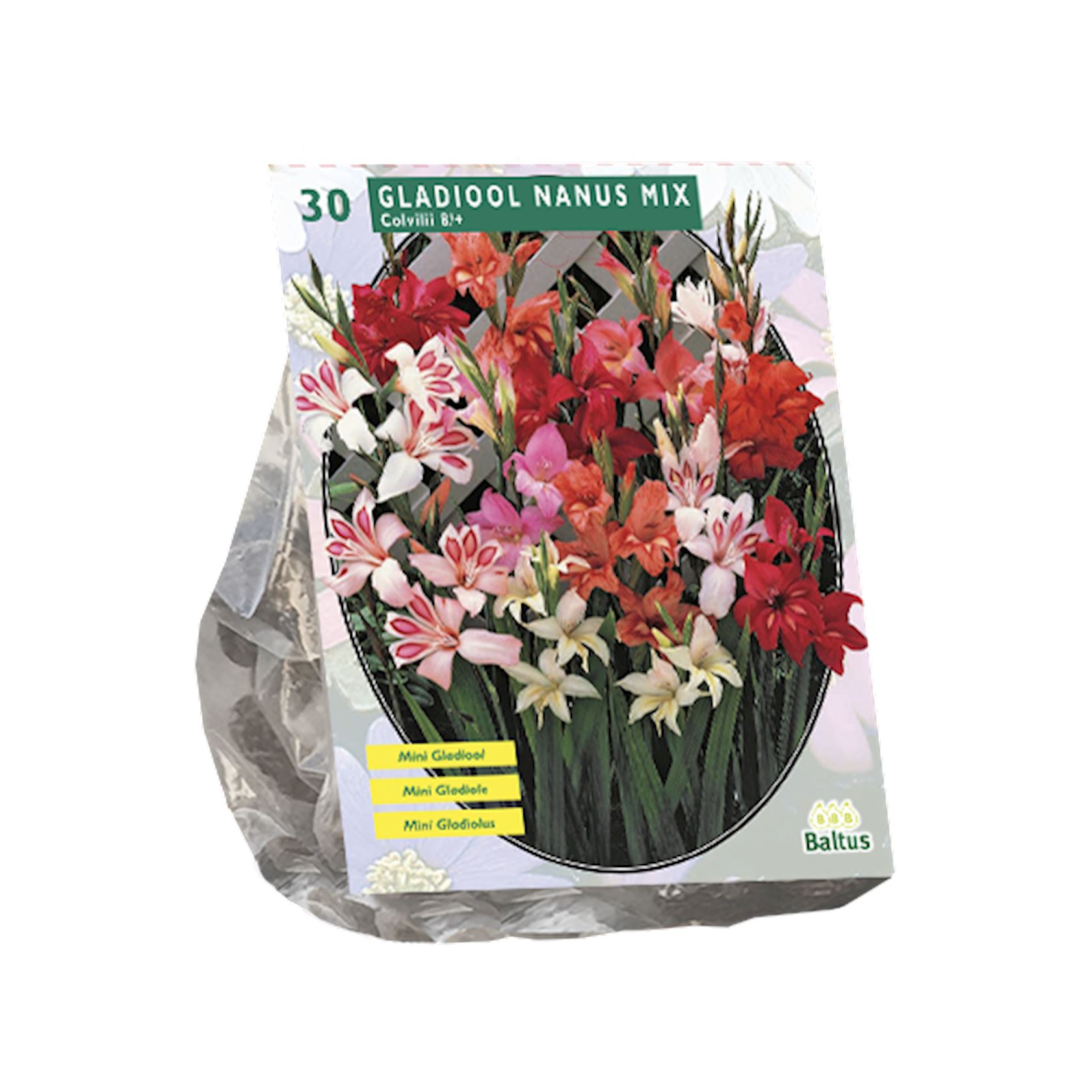 Baltus gladiolen'Gladiolus Nanus'- Voorjaarsbloeiers - Per 30 bollen (rood, roze, geel) afbeelding