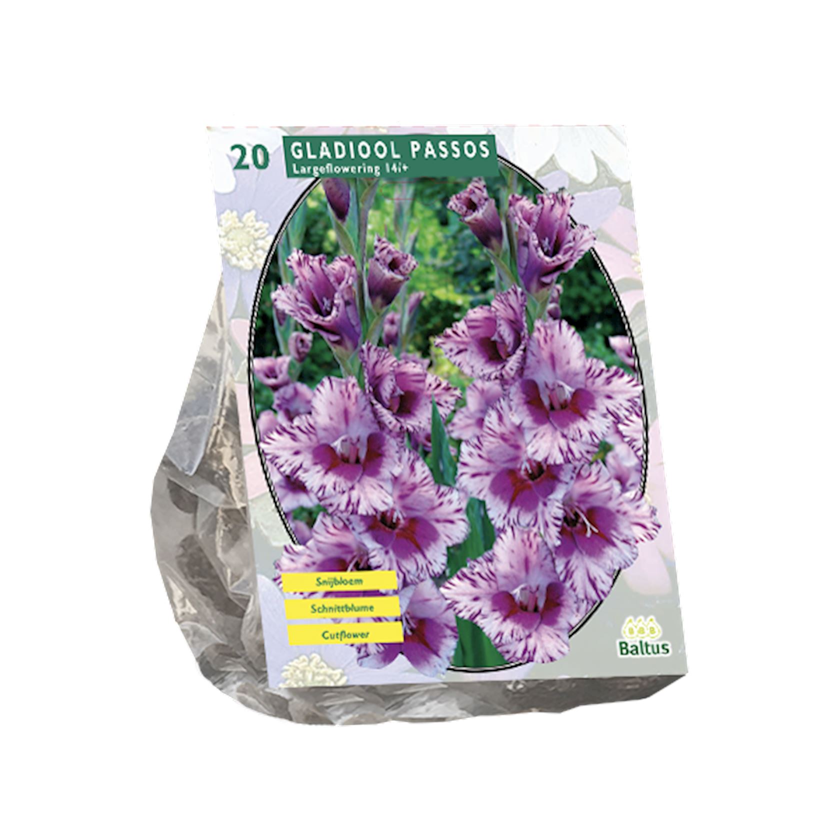 Baltus gladiolen'Gladiolus Passos'- Voorjaarsbloeiers - Per 20 bollen (paars) afbeelding
