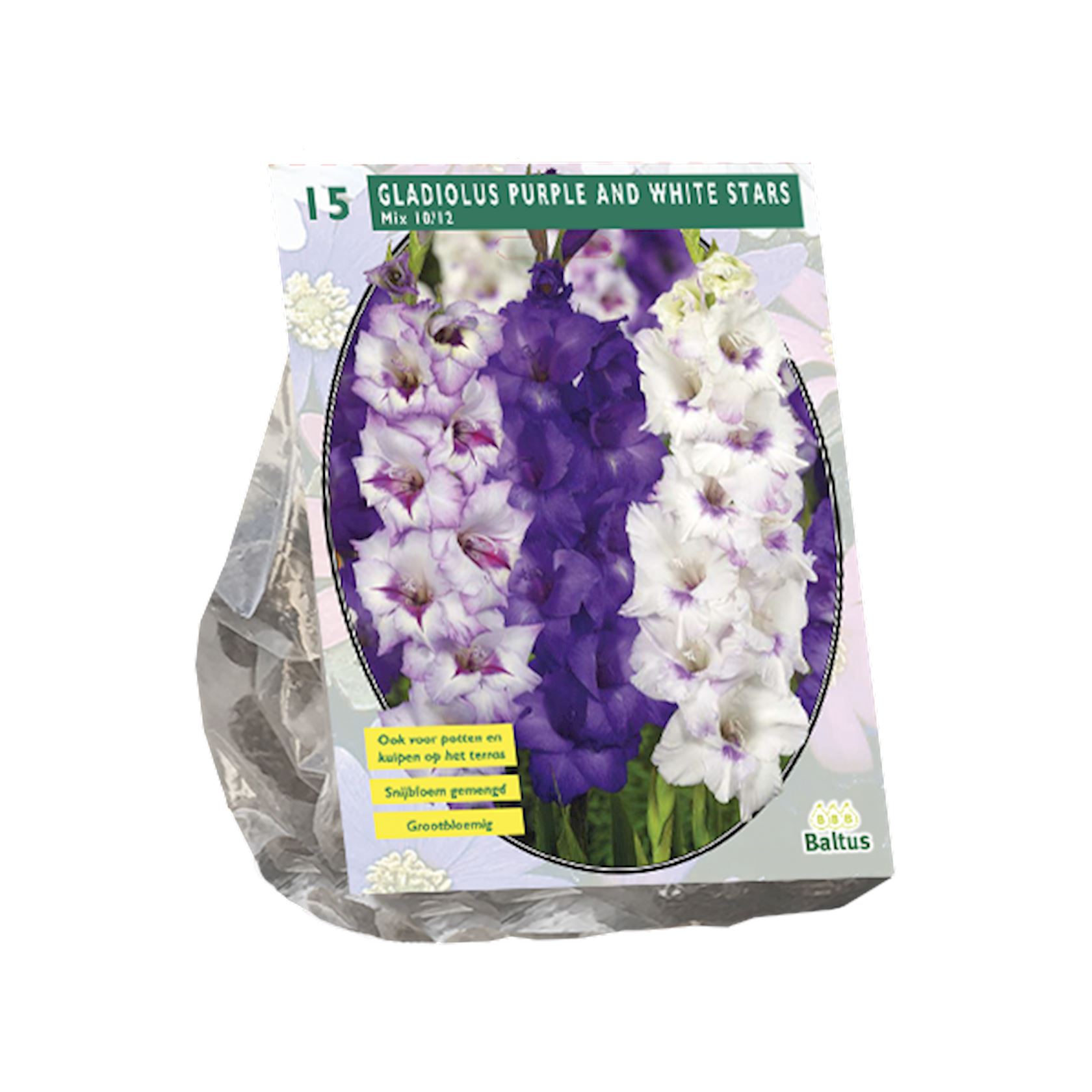 Baltus gladiolen'Gladiolus Purple and White stars'- Voorjaarsbloeiers - Per 15 bollen (paars, wit) afbeelding