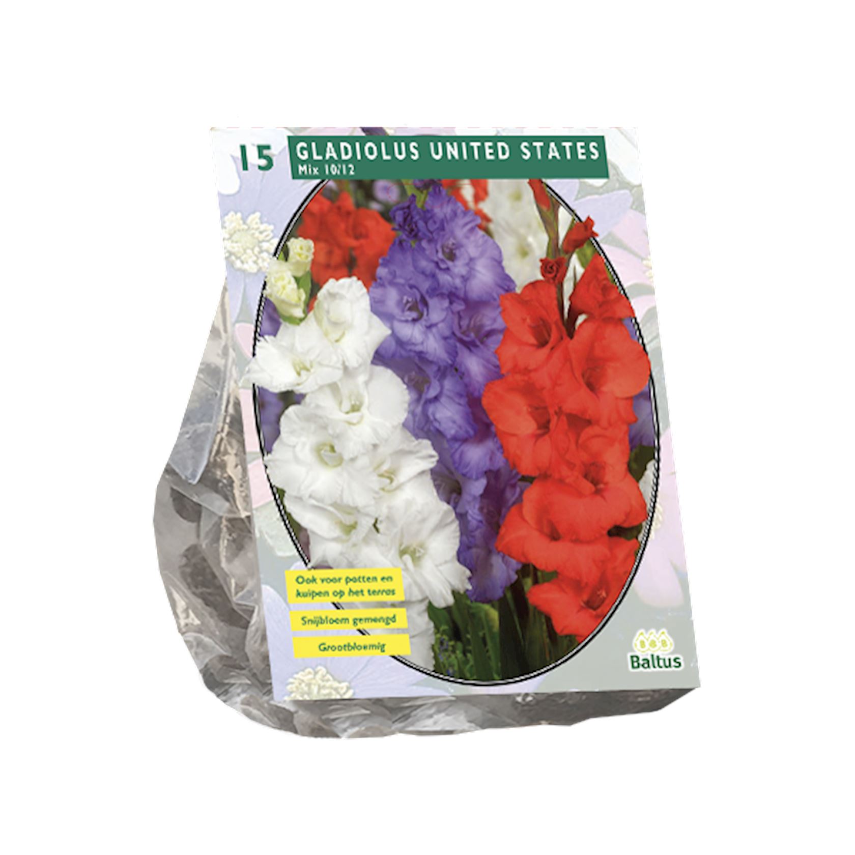 Baltus gladiolen'Gladiolus United States'- Mix - Voorjaarsbloeiers - Per 15 bollen (rood, wit, paars) afbeelding