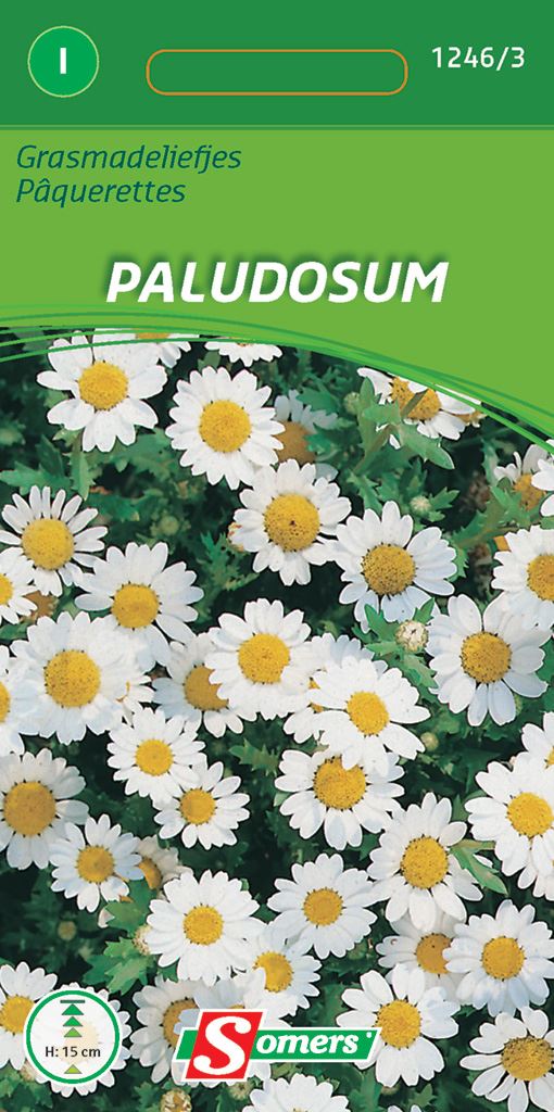 Somers bloemzaden - Grasmadeliefjes Palusodum afbeelding