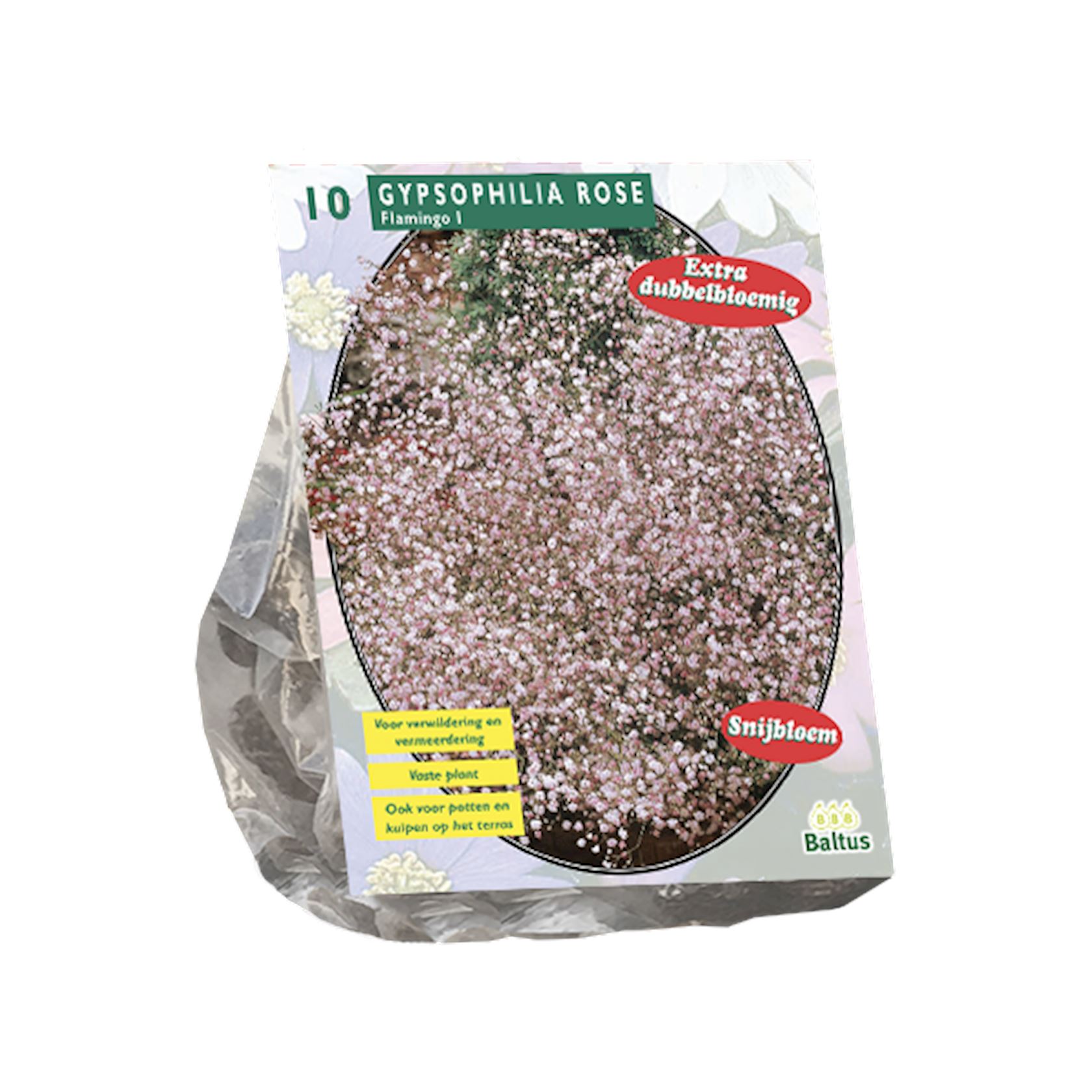 Baltus gipskruid'Gypsophilia Pan'- Roze - Voorjaarsbloeiers - Per 10 bollen (roze) afbeelding