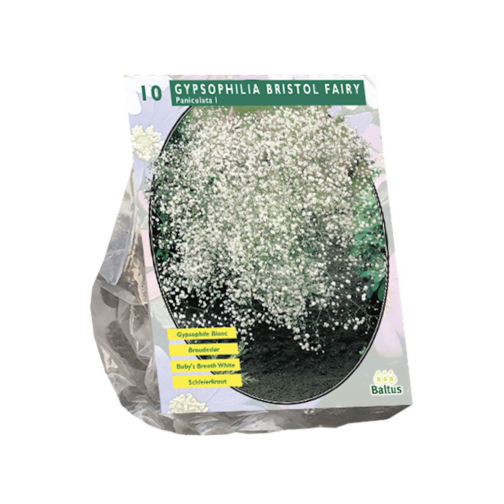 Baltus gipskruid'Gypsophilia Pan'- Wit - Voorjaarsbloeiers - Per 10 bollen (wit) afbeelding