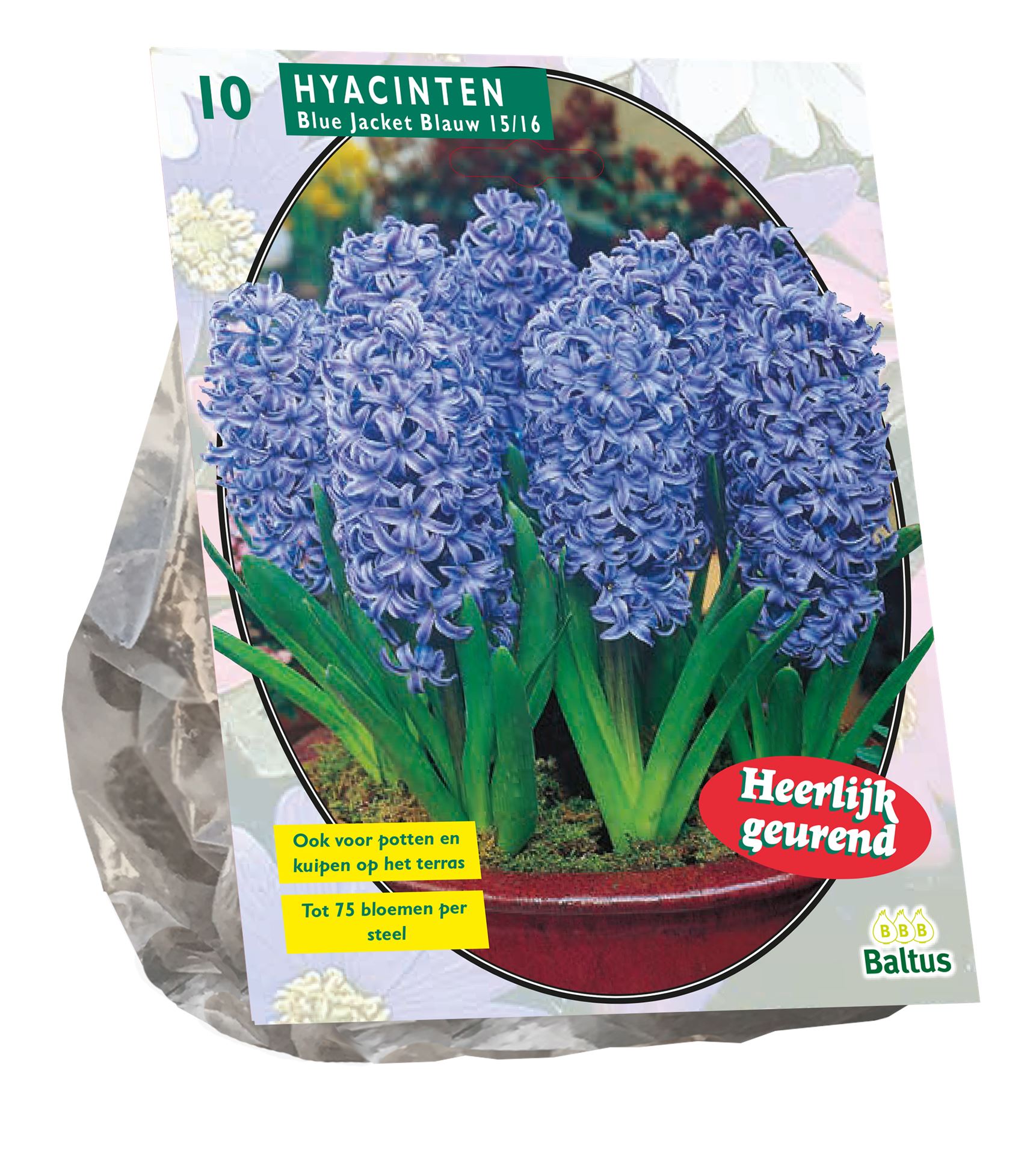Baltus'Hyacinth Blue Jacket'voorjaarsbloeiers - 10 bollen afbeelding