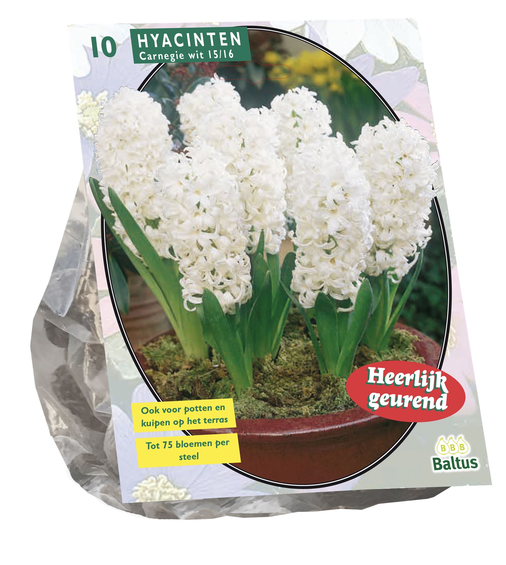 Baltus 'Hyacinth Carnegie' - voorjaarsbloeiers - 10 bollen