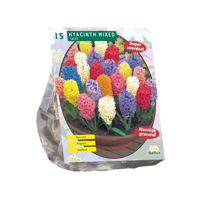 Baltus Hyacinth Mix - Hyacint - 9 stuks