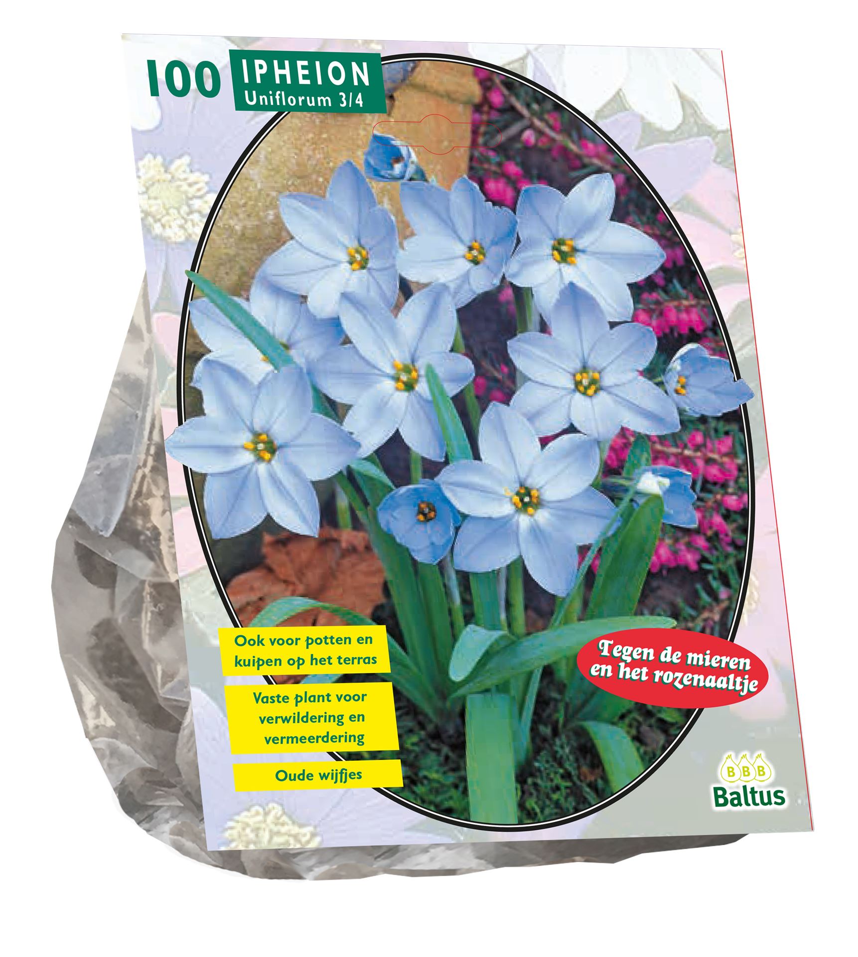 Baltus'Ipheion'voorjaarsbloeiers - 100 bollen afbeelding