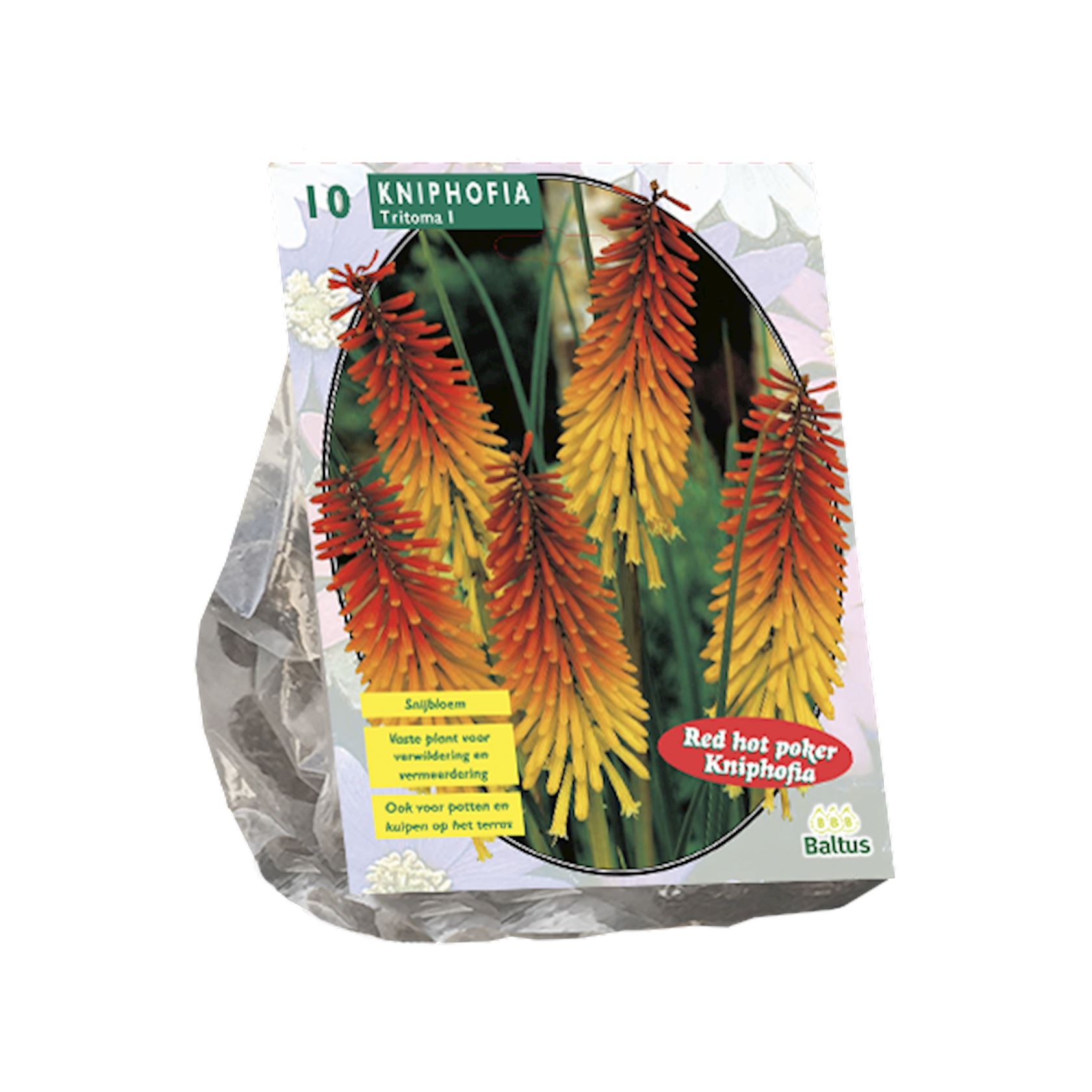 Baltus lelies'Kniphofia tritoma'- Najaarsbloeiers - Per 10 bollen (oranje, geel) afbeelding